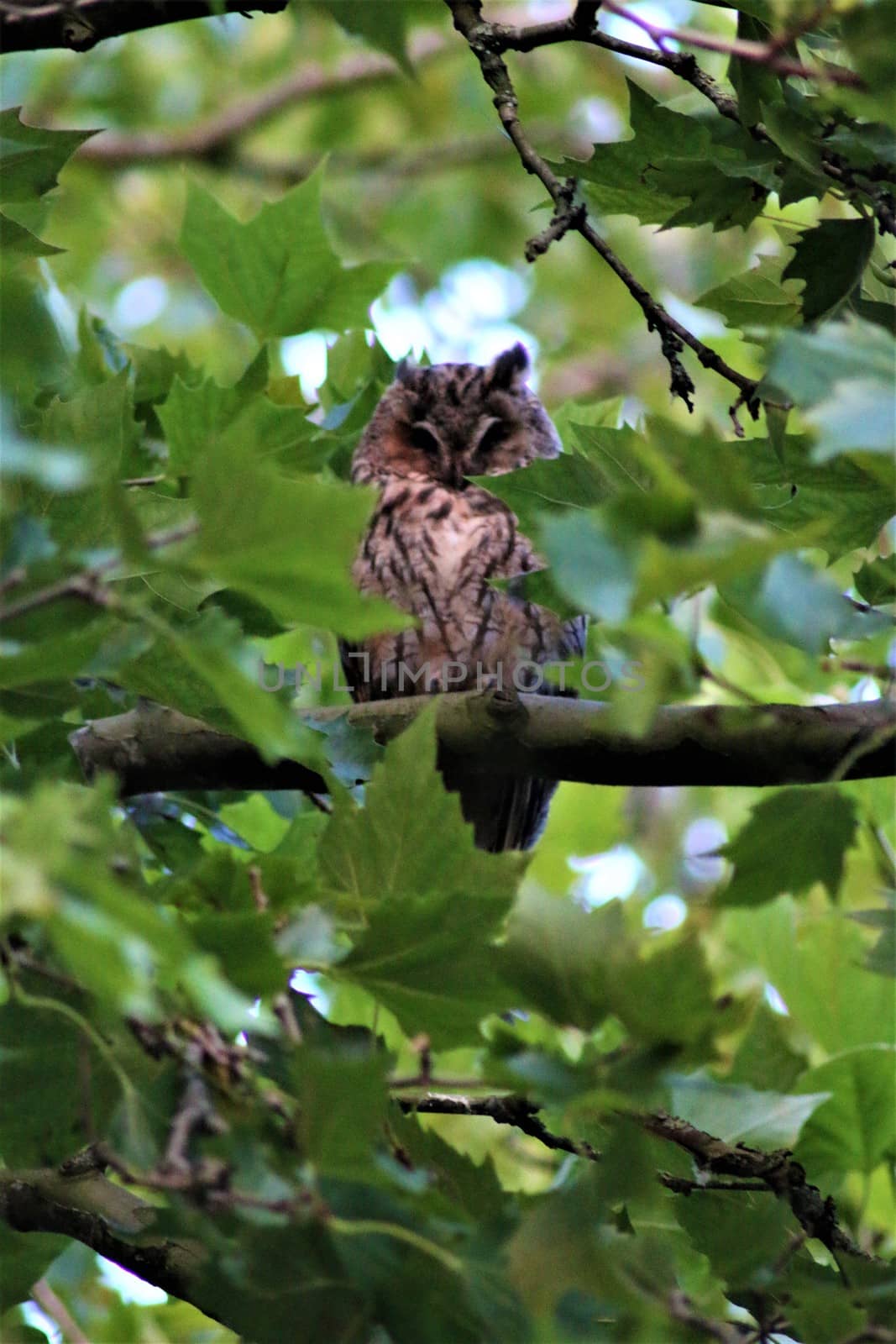 Long-eared owl sits on a branch in a plantane by Luise123