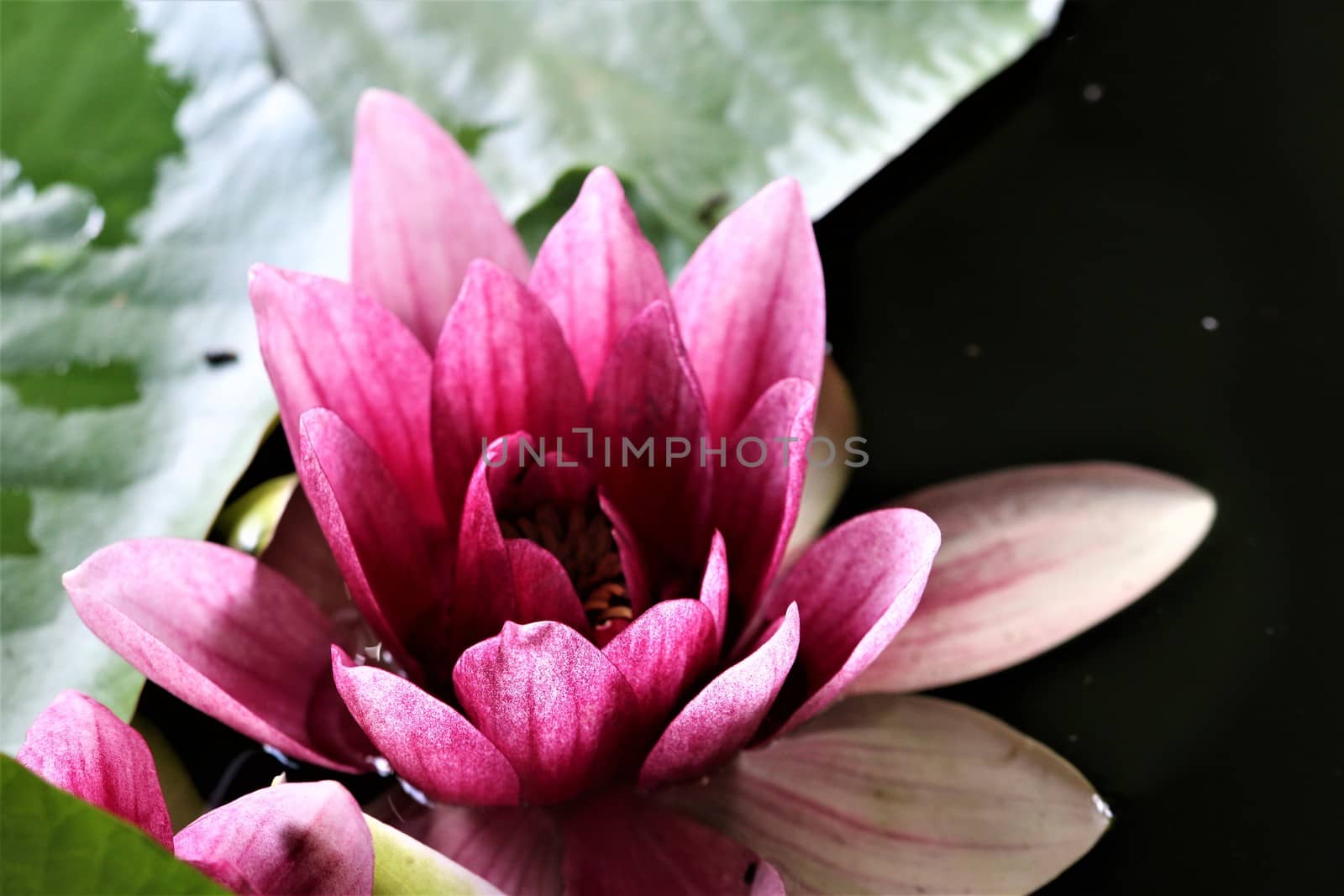 A close-up of a pink water lily with green leaf