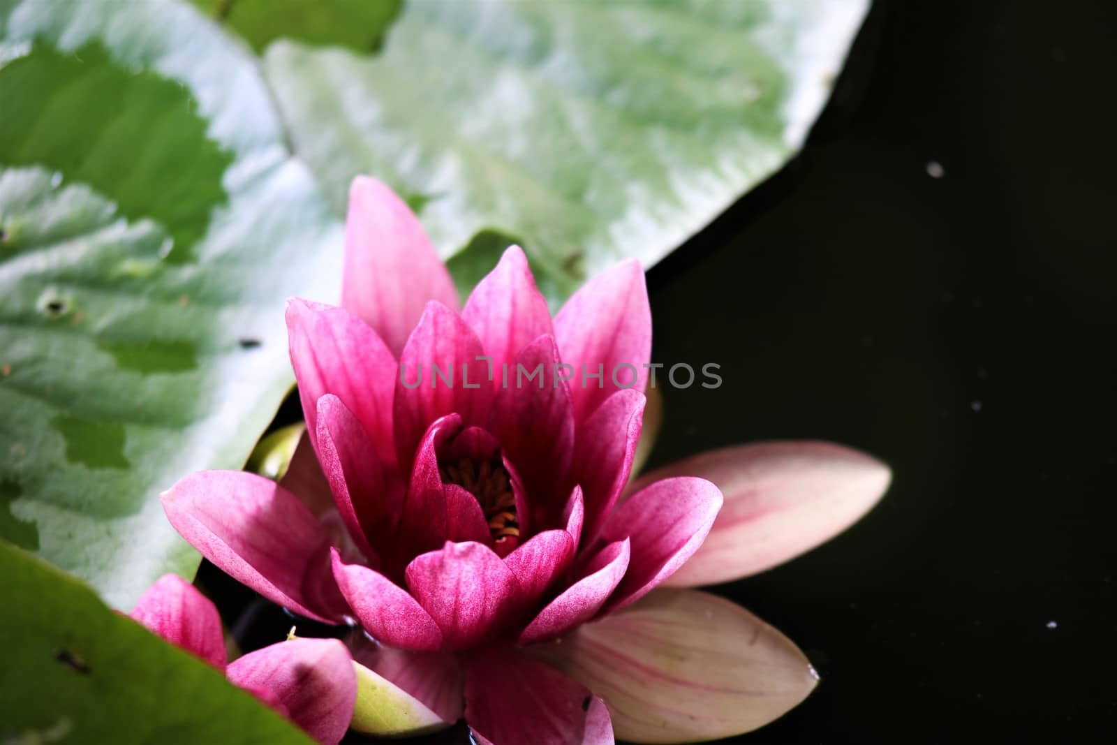 Close-up of a pink water lily with green leaf by Luise123
