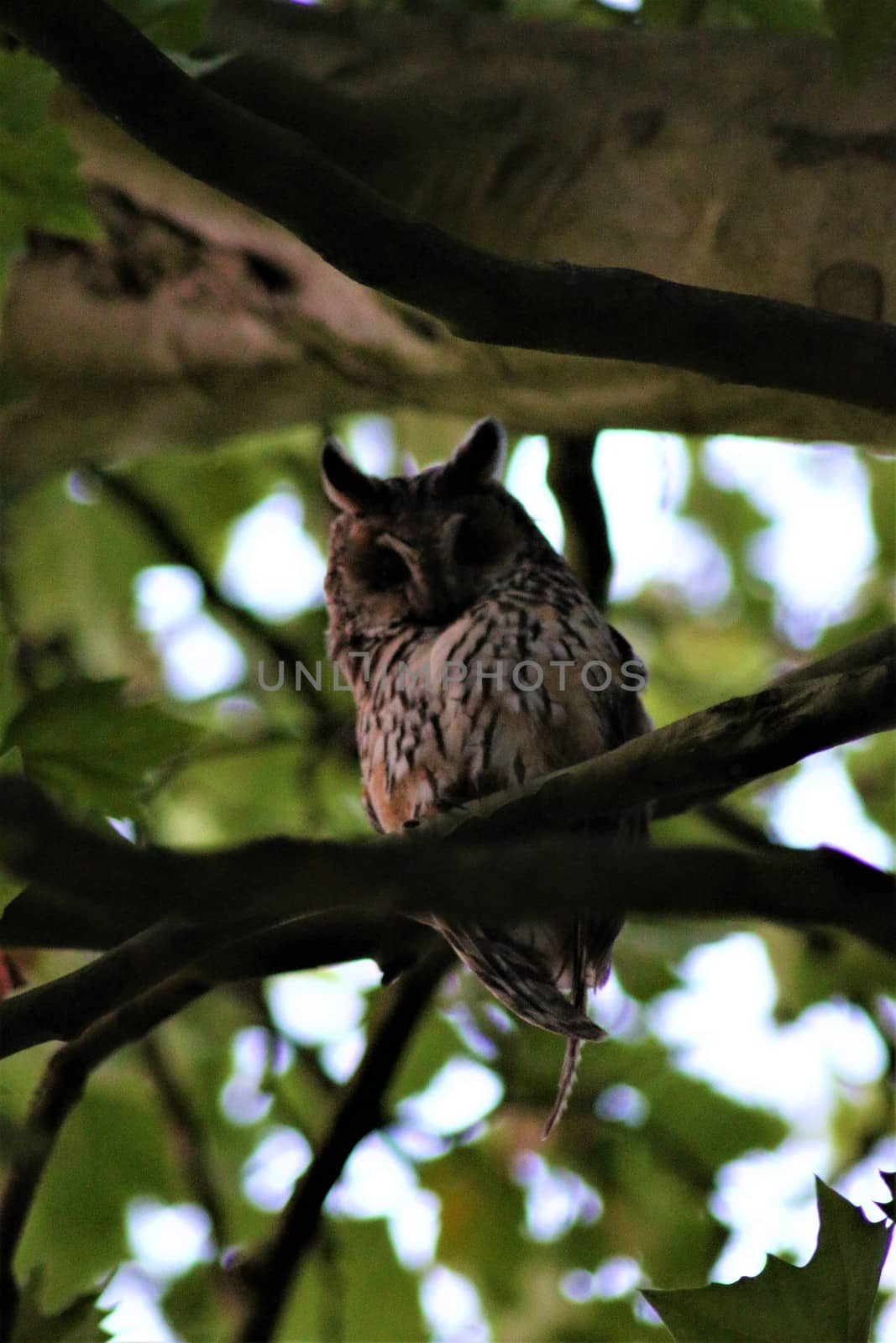 One long-eared owl sits on a branch in a plantane