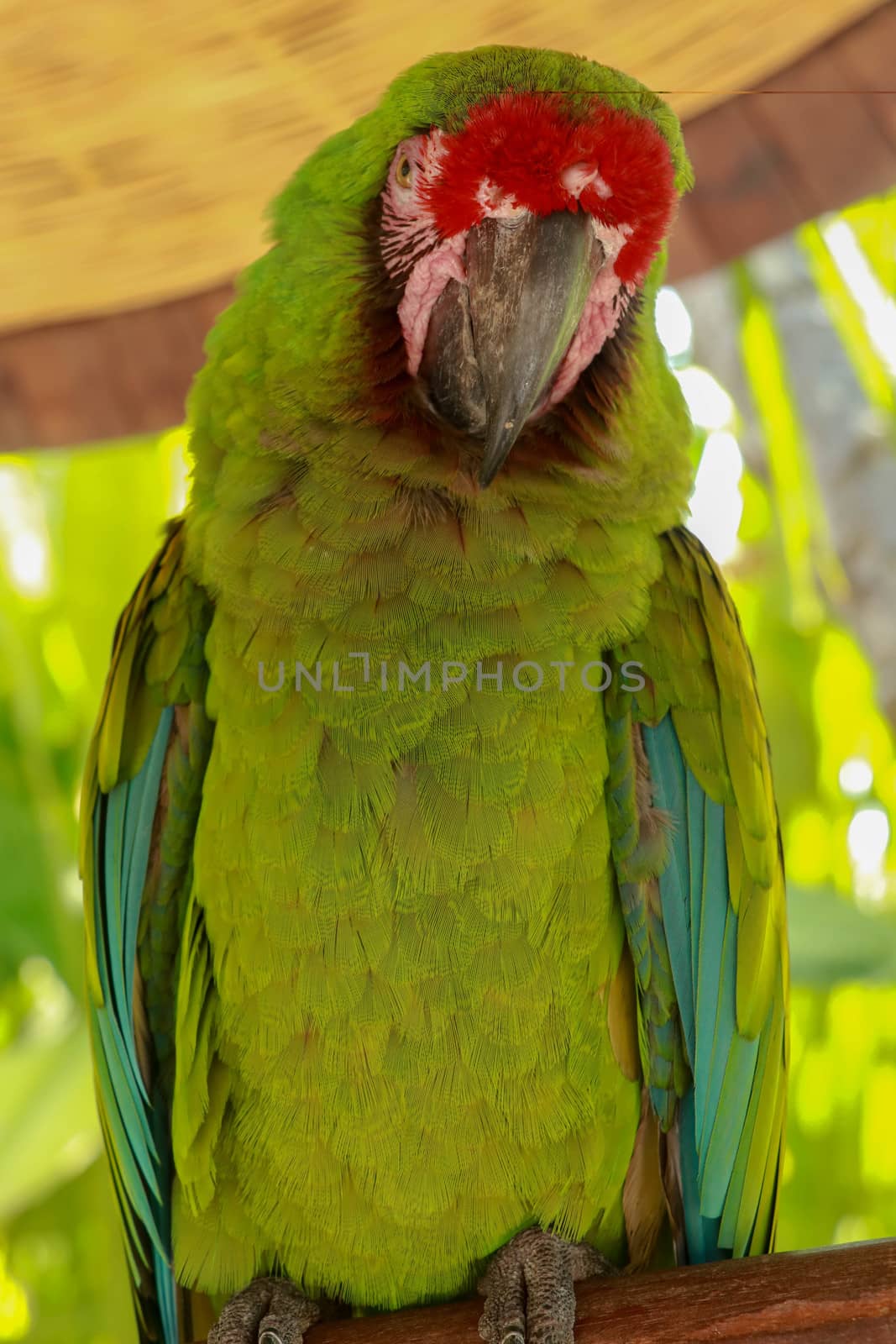 The Great Green Macaw, Ara ambiguus, also known as Buffon's Macaw or the Great Military Macaw by Sanatana2008