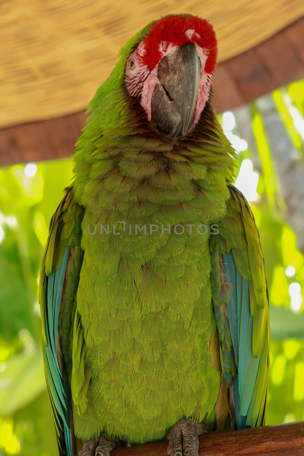 The Great Green Macaw, Ara ambiguus, also known as Buffon's Macaw or the Great Military Macaw by Sanatana2008