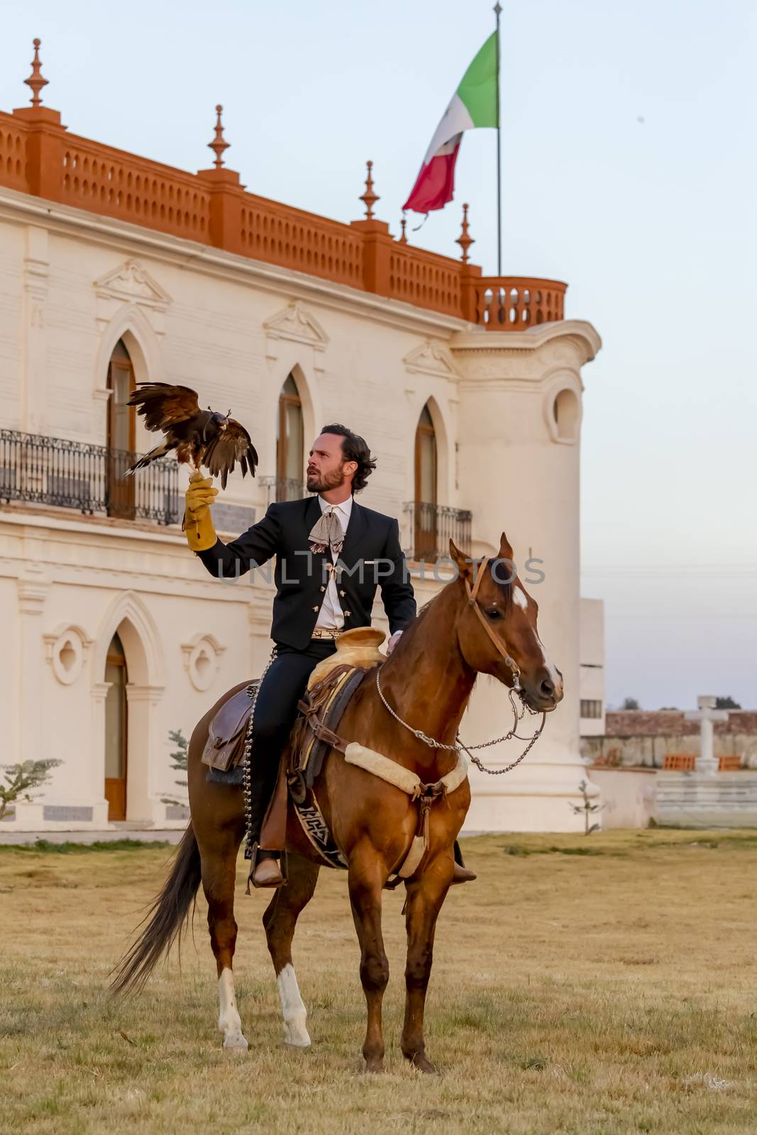 A Very Handsome Mexican Charro Poses In Front Of A Hacienda In The Mexican Countryside While Holding His Pet Falcon by actionsports