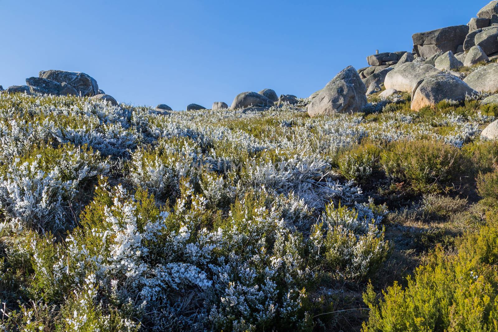 landscape covered by bushes with ice on the north of Portugal, Pitoes das Junias. Portuguese National park of Geres