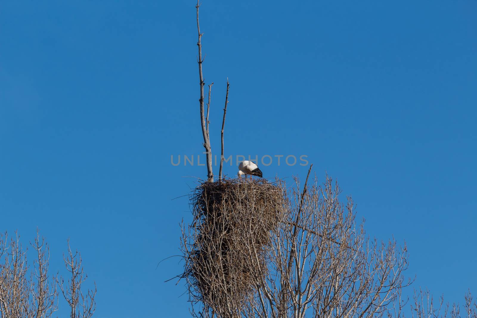 Adult of White stork, Ciconia ciconia, on the nest. In Avila, Spain