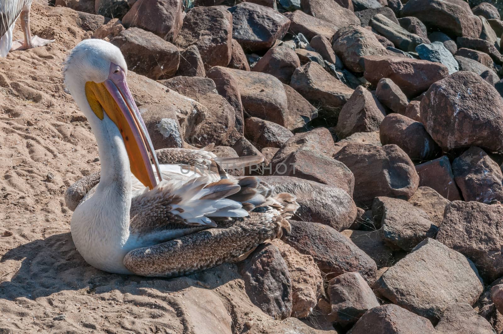 Great white pelican at the waterfront in Walvis Bay by dpreezg