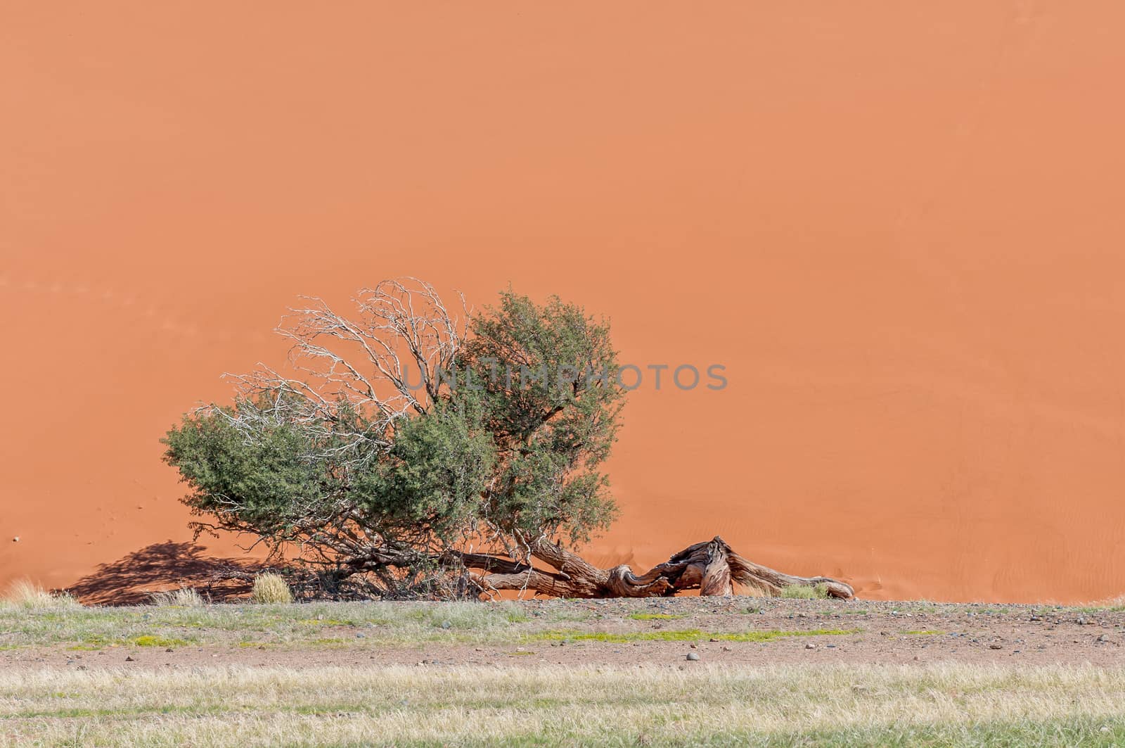 A gnarled camelthorn tree against the orange backdrop of Dune 45 near Sossusvlei