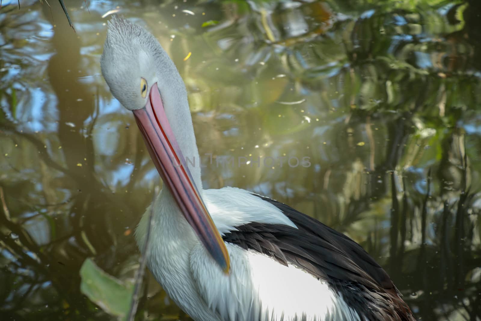 An Australian pelican Pelecanus conspicillatus in the wild closeup.