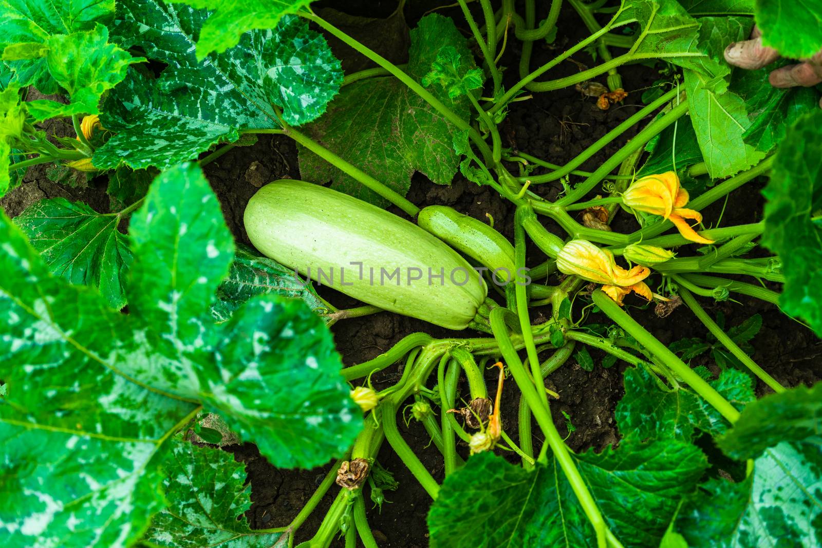 Close up of pumpkin with great tendrils growing in the garden.