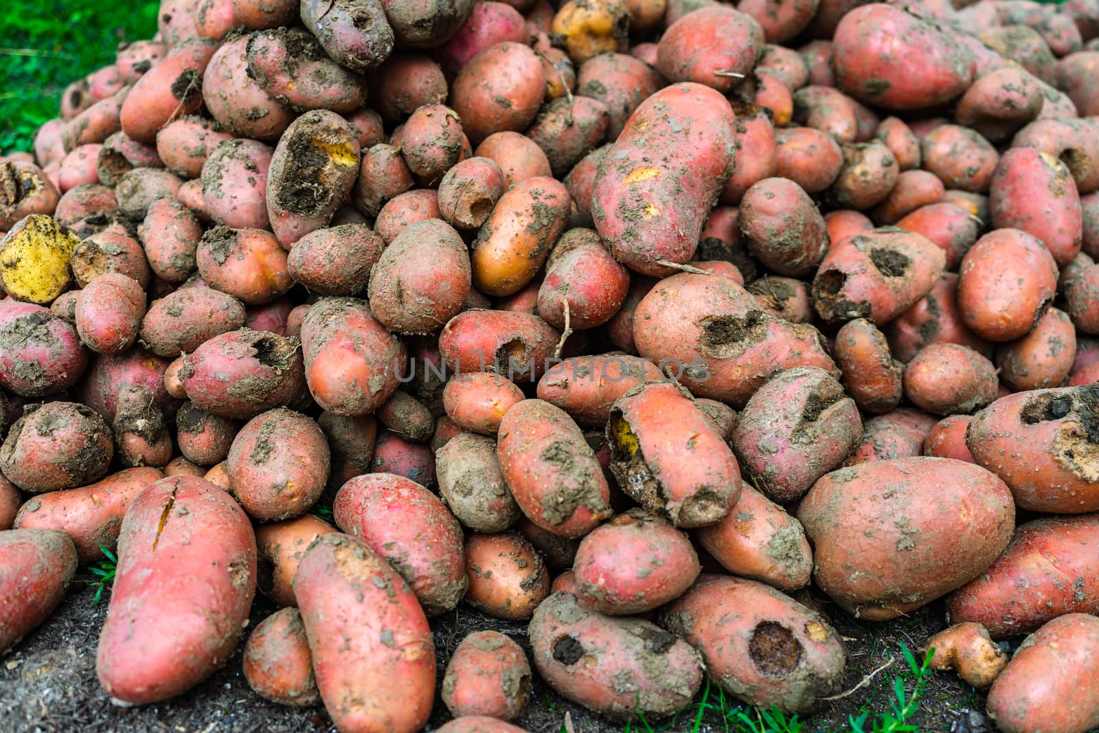 Fresh organic and dirty potatoes. Close up of harvested drought damaged potatoes.