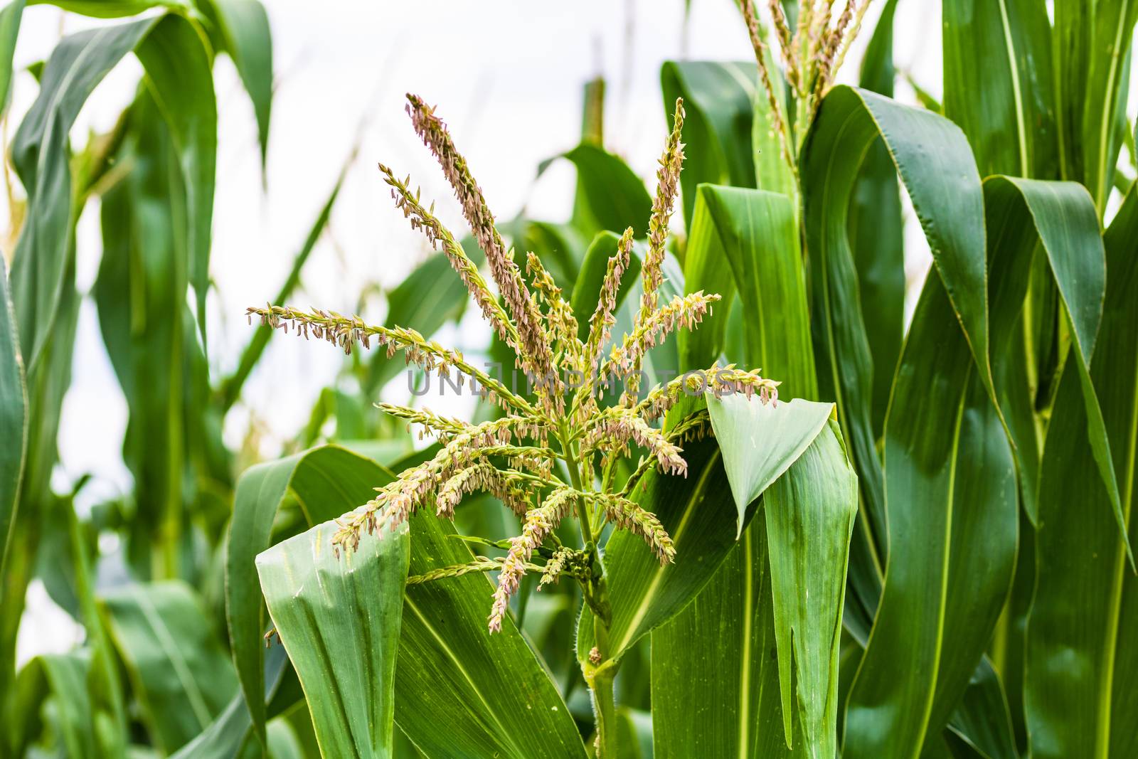 Sun lights over a green corn field growing, detail of green corn on agricultural field.