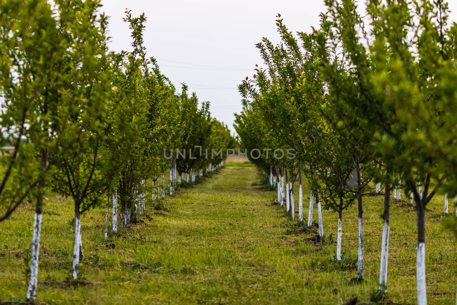 Way through a row of trees. Orchard of trees with painted trunks by vladispas