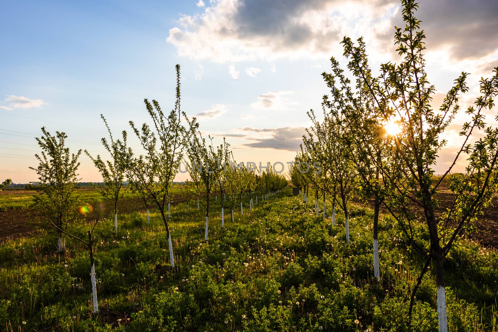 Beautiful sun lights over the orchard of lined trees with painted trunks in white.