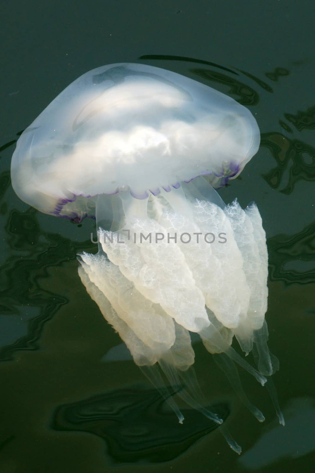white jellyfish close-up in sea water
