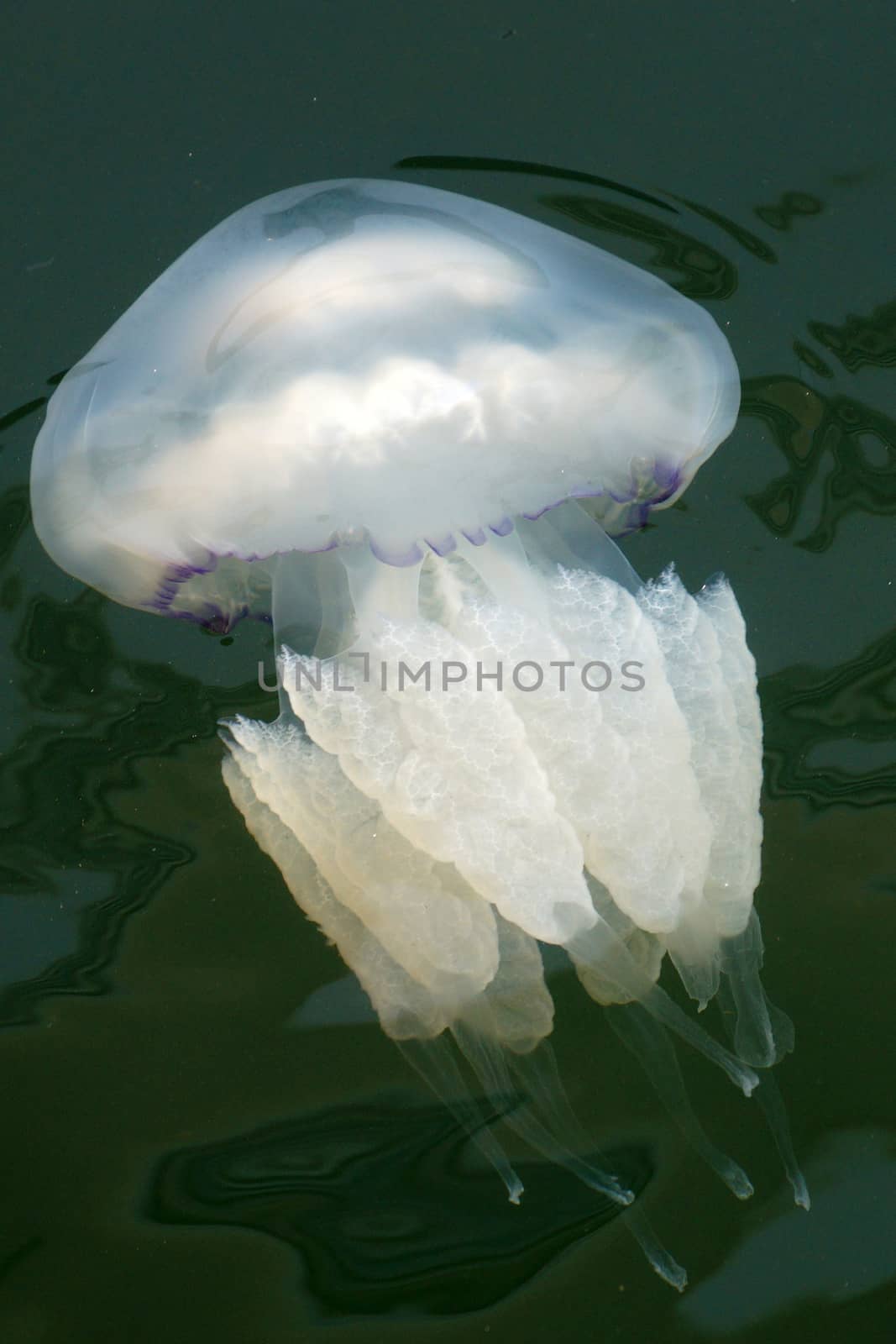 white jellyfish close up in sea water by Annado