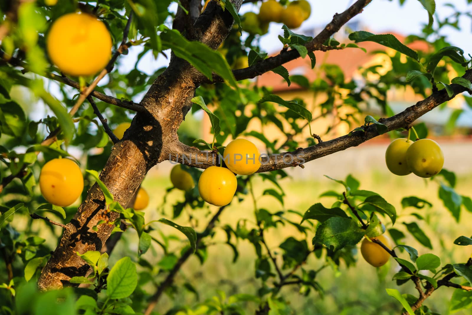 
Close up photo of yellow mirabelle in the garden. by vladispas