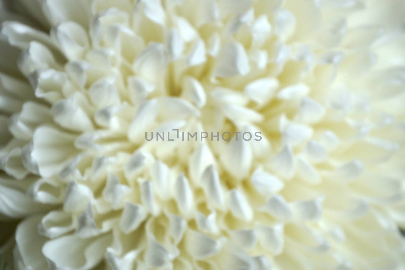 white chrysanthemum flower close up, blurred photo.