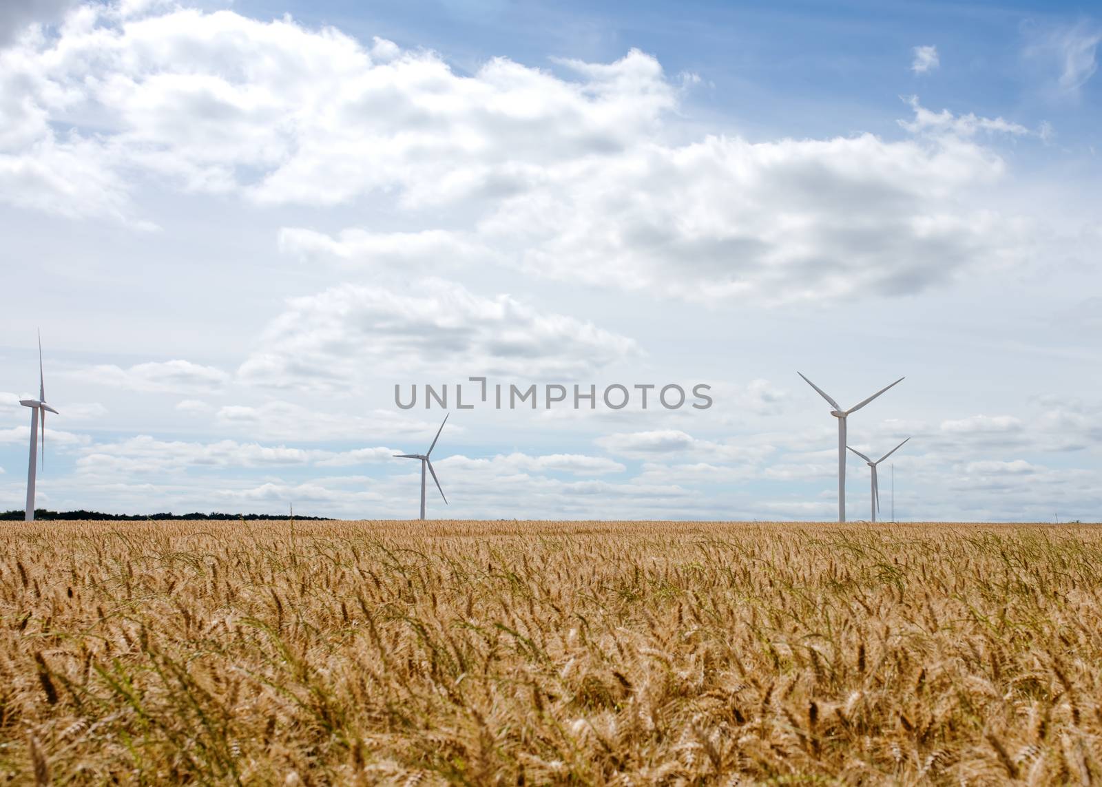 An electricity generating windmills on the gold wheat field against cloudy blue sky in England