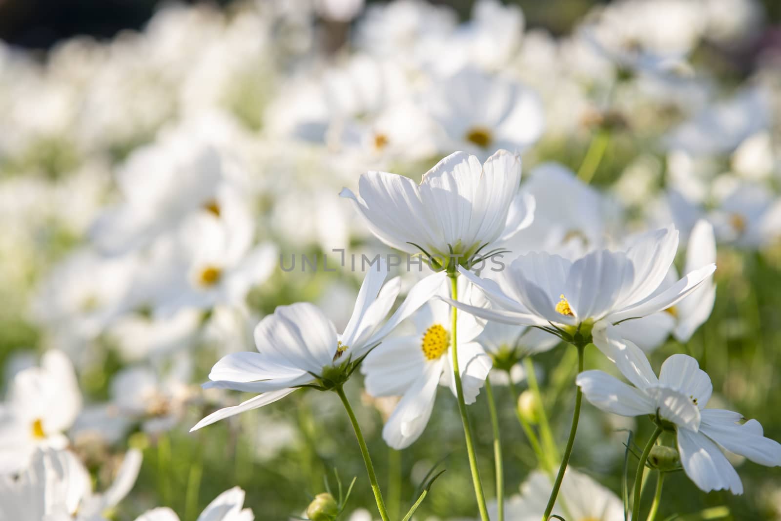 White cosmos flowers blooming by liewluck