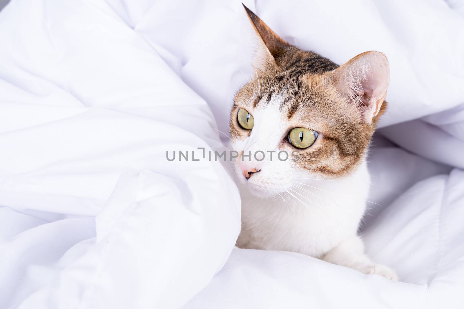 Multicolor tabby cute kitten lying under a blanket on the bed. Pets and lifestyle concept.