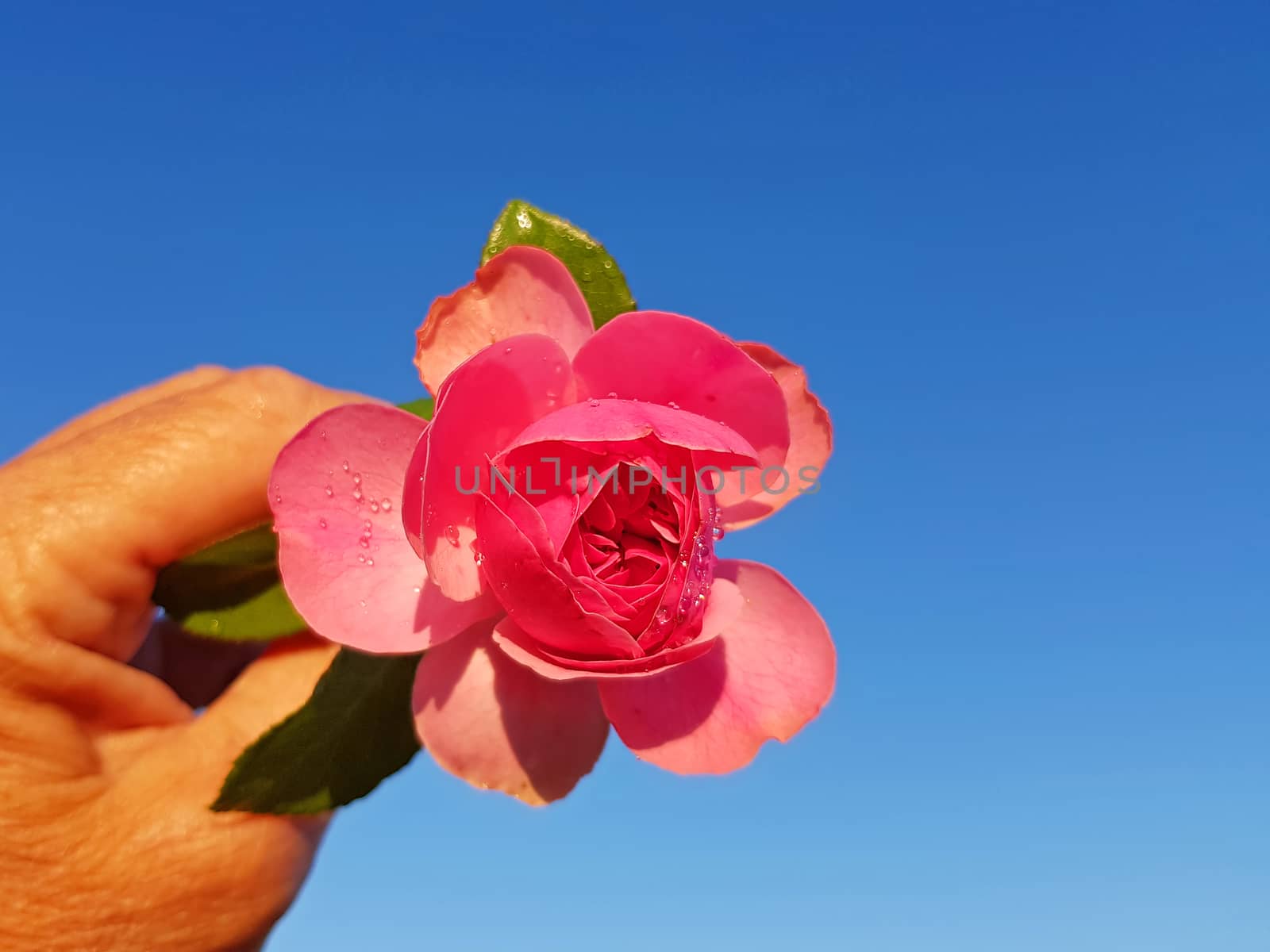 Beautiful blossoming pink rose against a blue sky