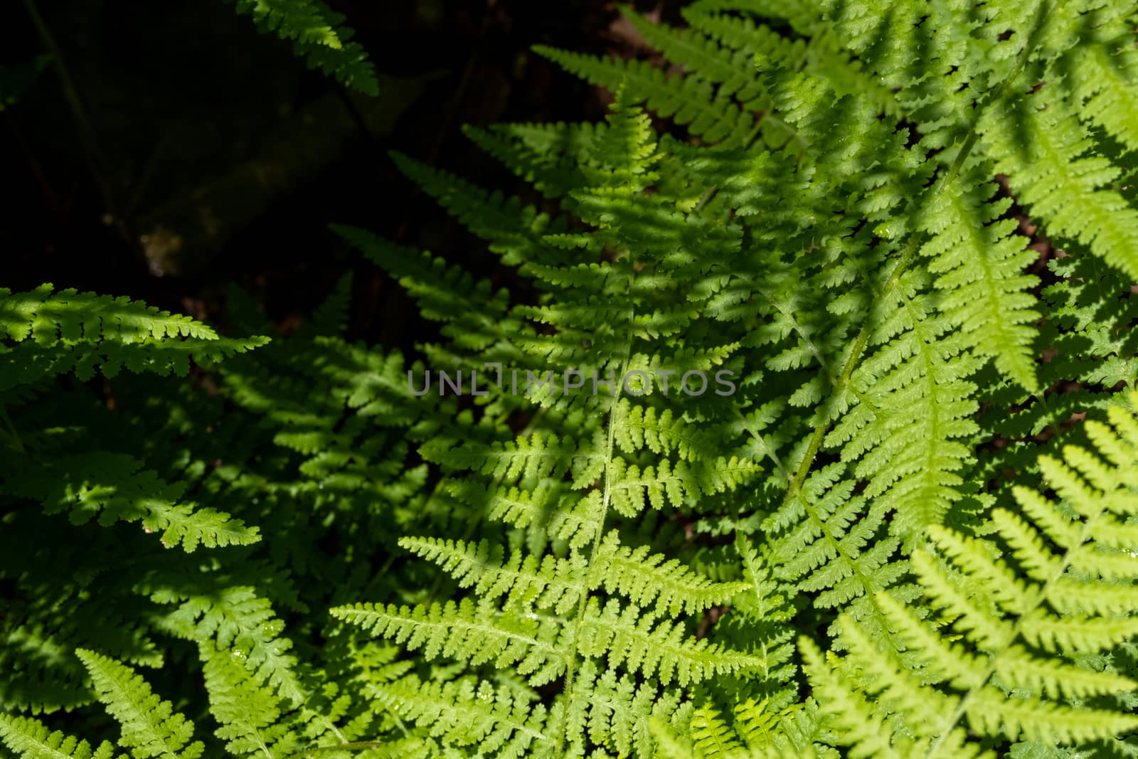 The leaves of green ferns in the forest are seen from above, with shadows of other fern leaves cast upon them.