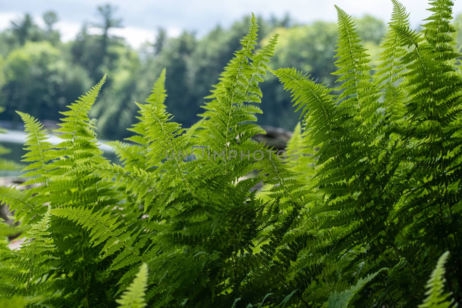 A cluster of green ferns is seen at their level with trees visible behind them.