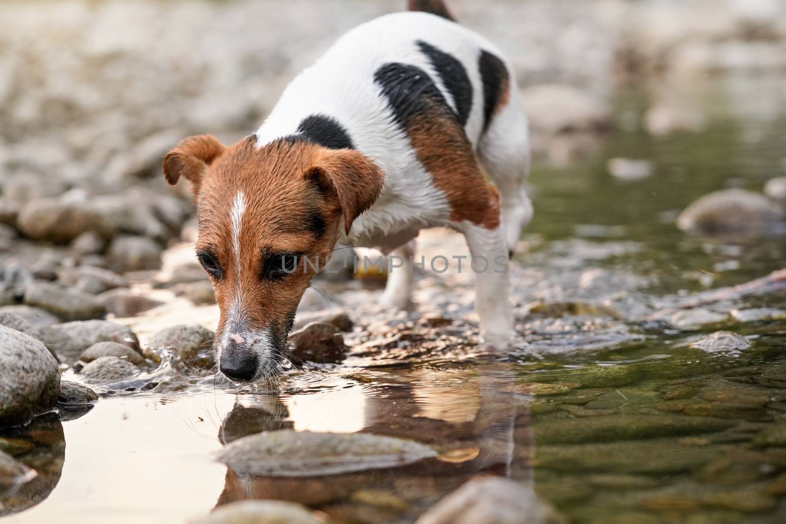 Small Jack Russell terrier walking near shallow river shore, exploring water and wet stones, closeup detail.