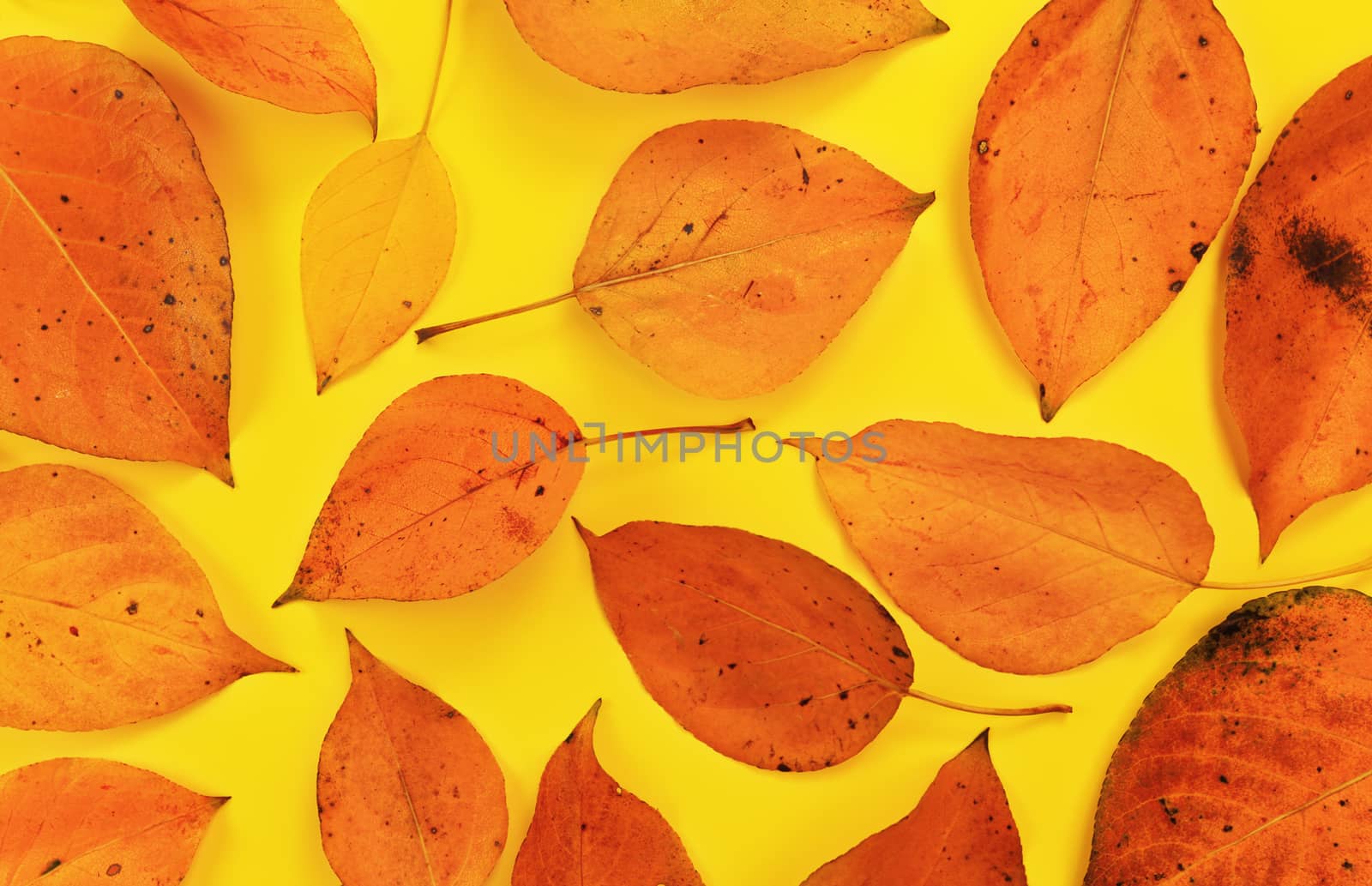 Orange coloured autumn leaves on yellow board, top down view.