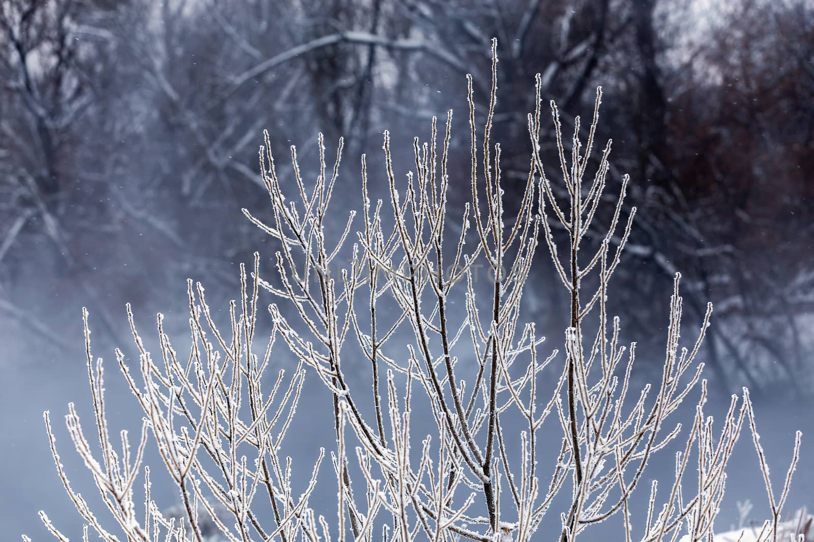 thin long willow branches under frost telephoto with selective focus and bokeh blur at daylight