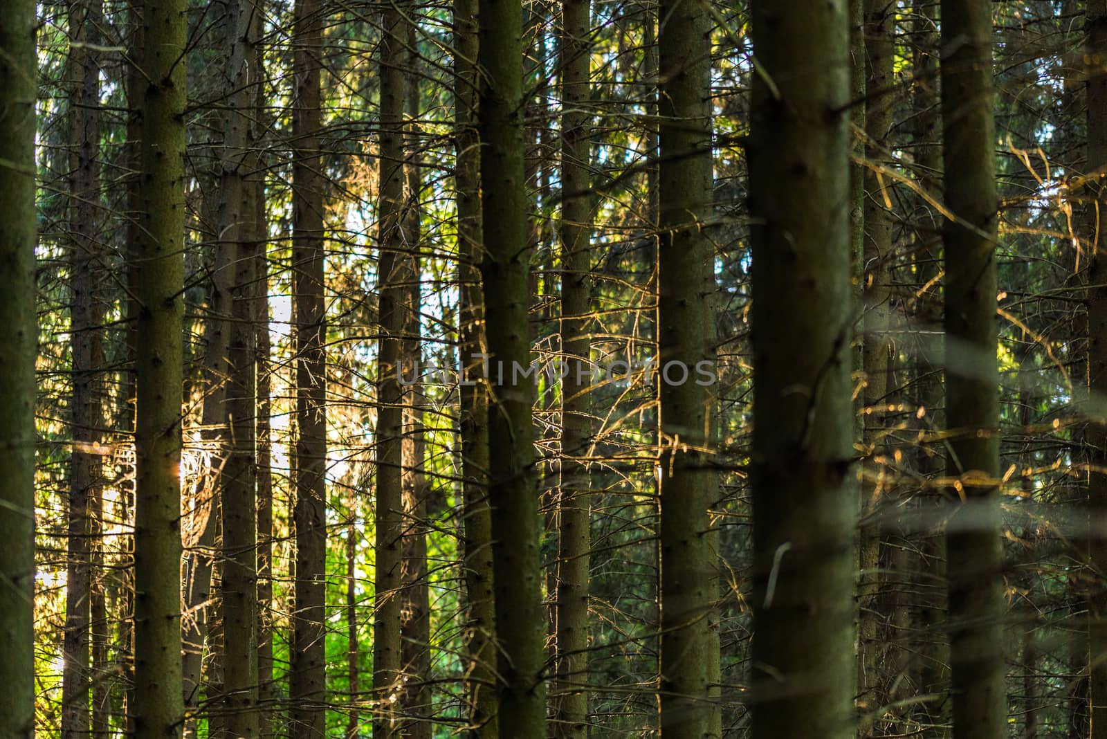 vertical lines of tall pine forest trunk at usmmer evening background with selective focus and natural lens blur.