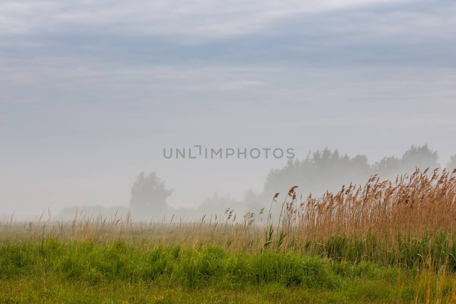 foggy glade at summer morning with dry grass and selective focus by z1b