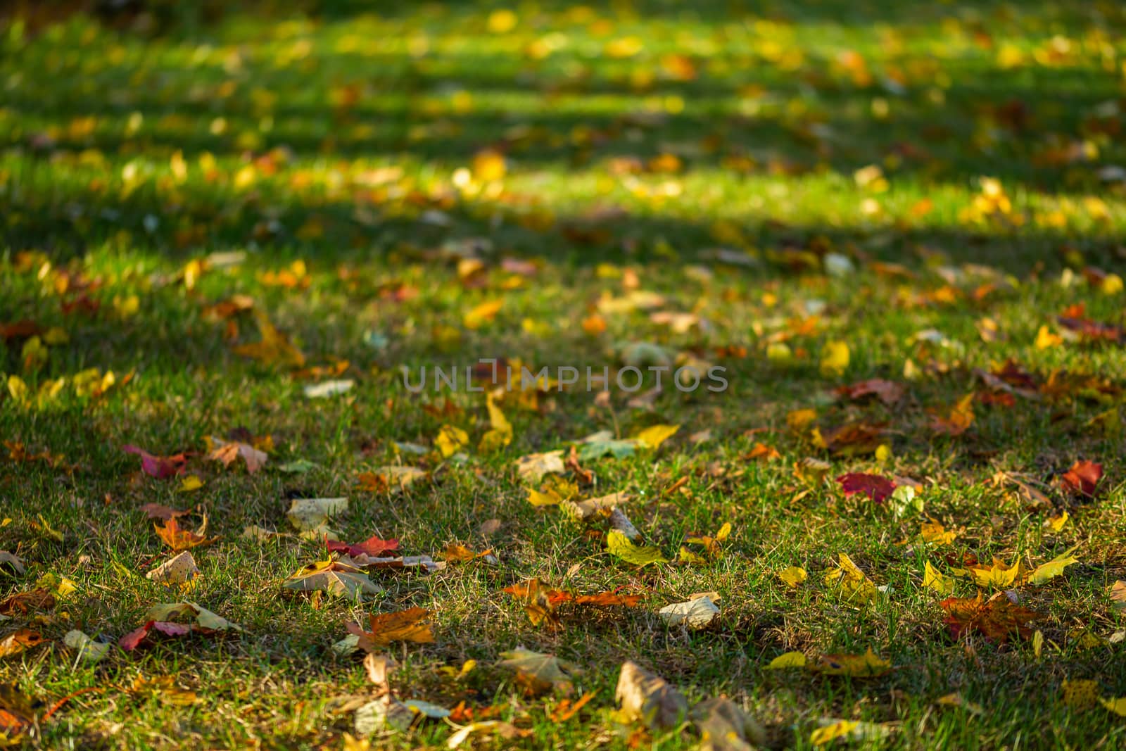 autumn maple leaves on green grass background with selective focus