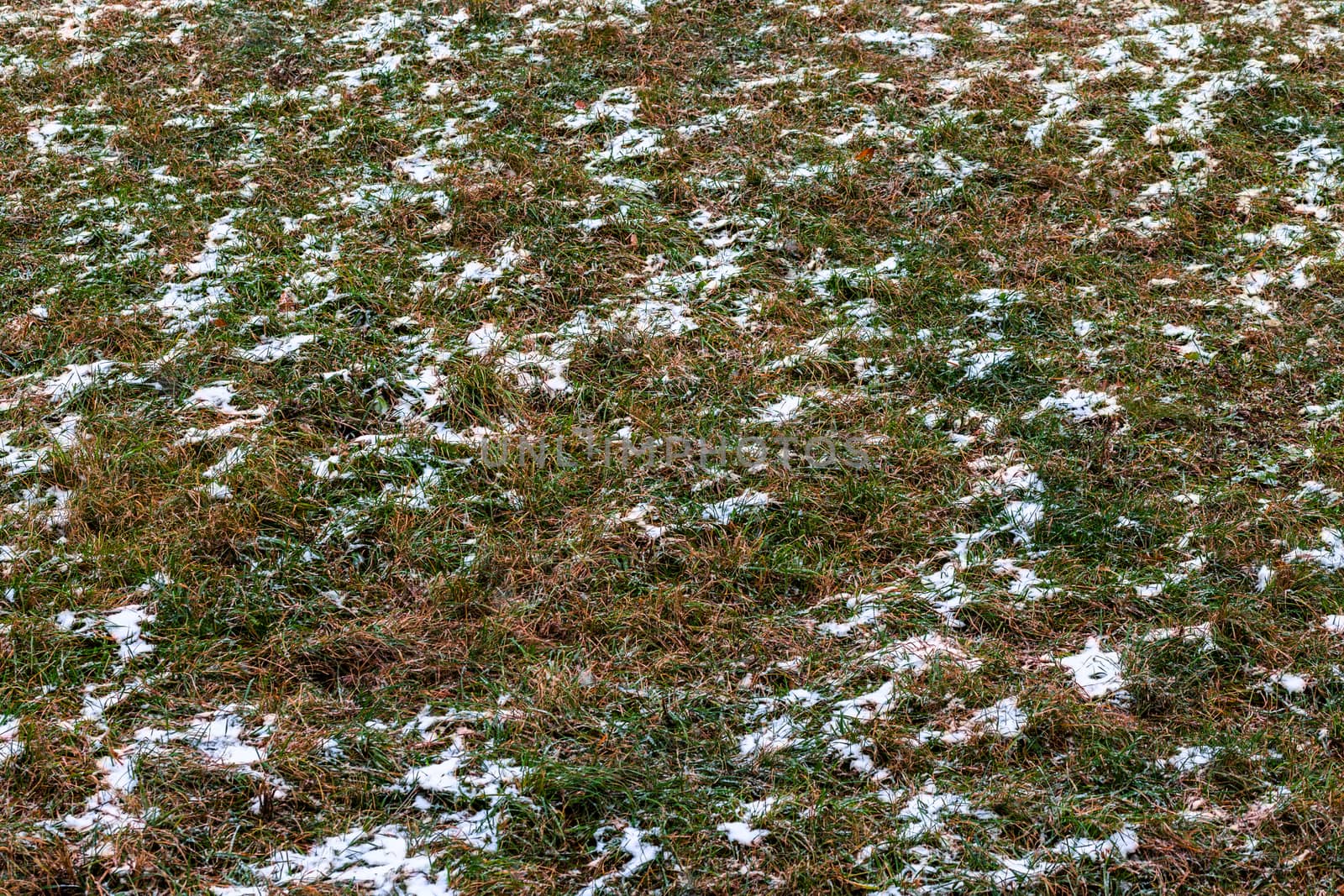 first snow laying over green grass and autumnal leaves in perspective view by z1b