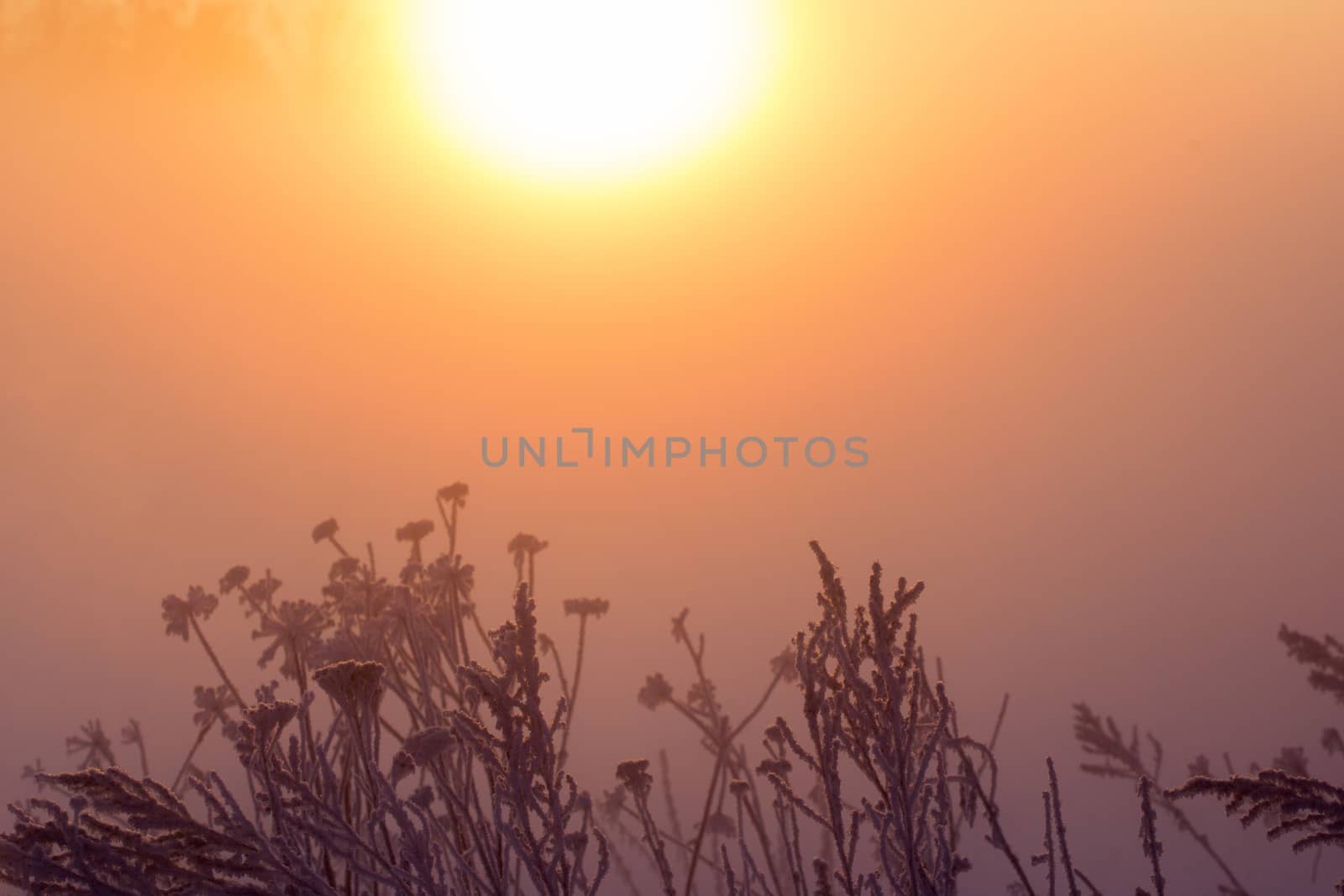 dreamy frozen vegetables at early morning in winter fog background