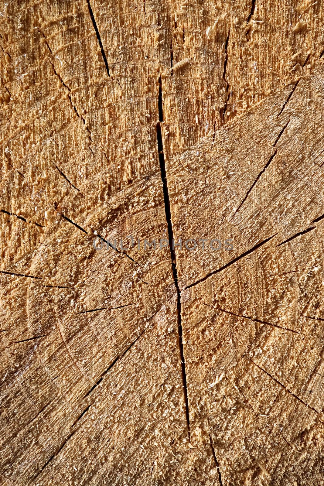 Fresh sawed wood in a close up view. Texture of annual rings in a wooden surface.