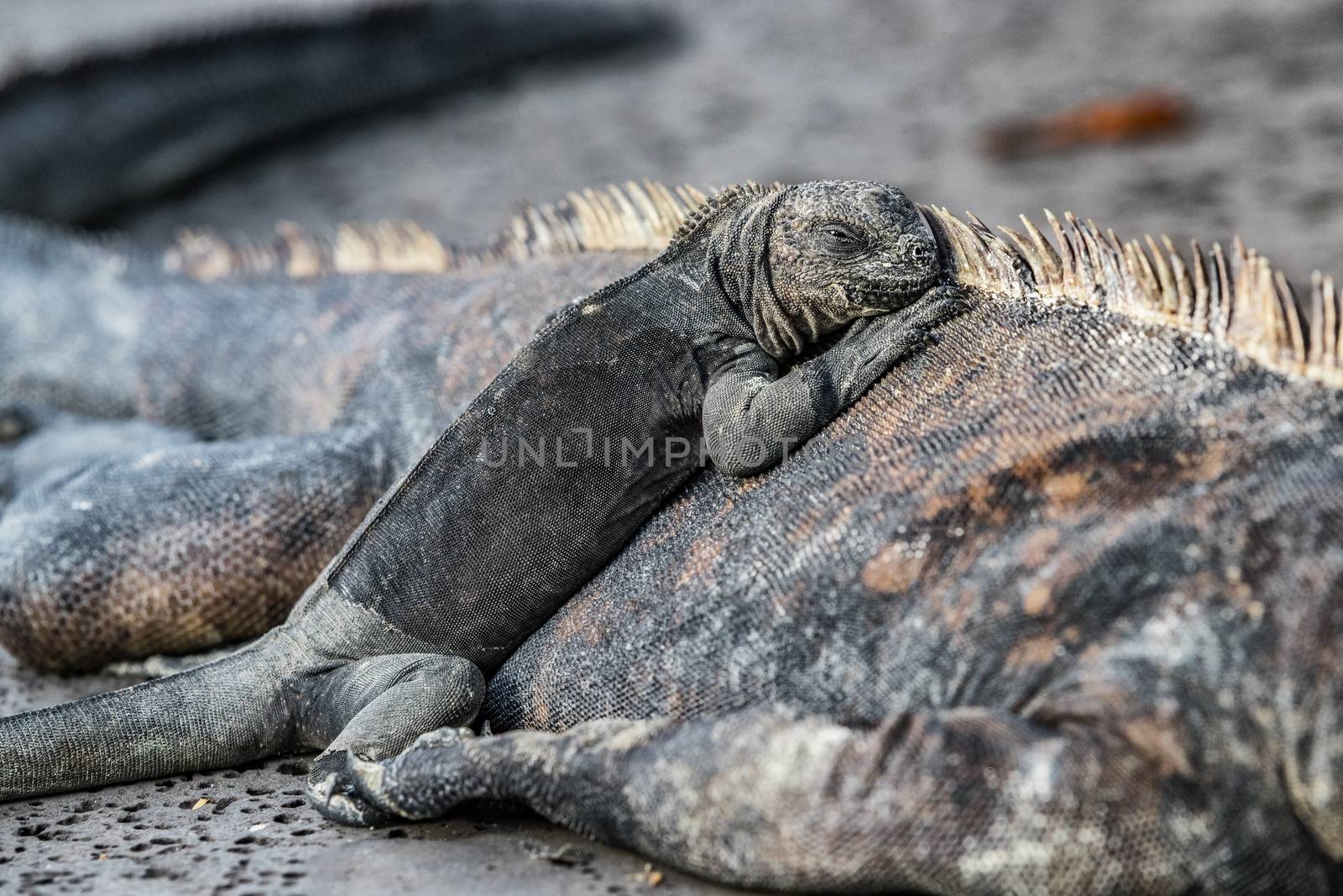 Galapagos Islands animals. Iguanas lying in the sun on rock. Marine iguana is an endemic species in Galapagos Islands. Animals, wildlife and nature of Ecuador. Young and mature iguana.