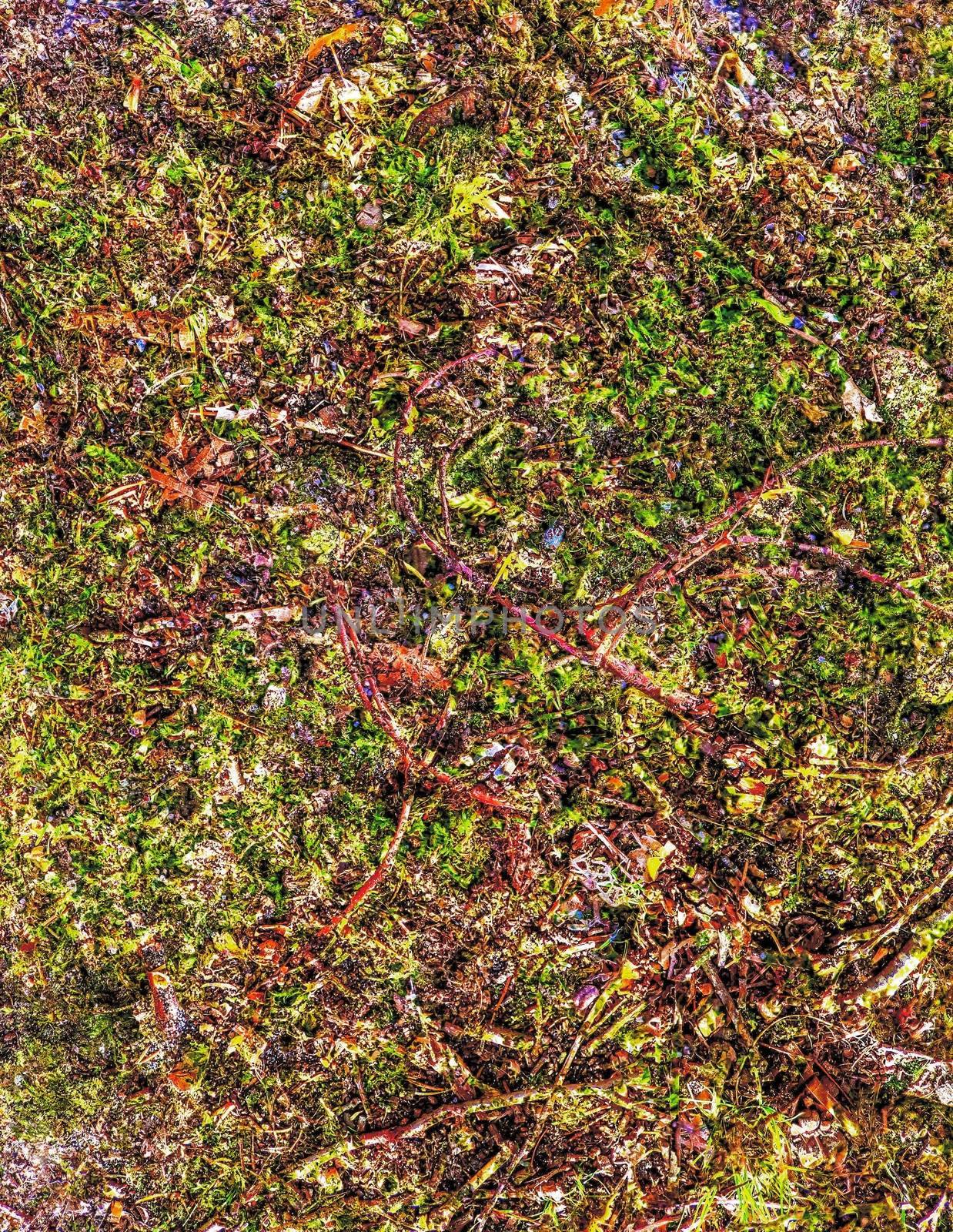 Detailed close up view on a forest ground texture with moss and  by MP_foto71