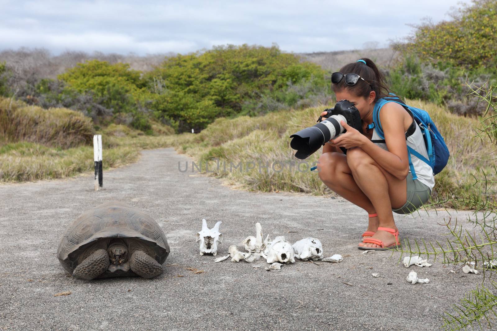 Galapagos Islands Travel experience. Woman tourist wildlife photographer taking photos of Tortoise in Urbina Bay, Isabela island, Galapagos Islands, Ecuador. also showing bones from goat