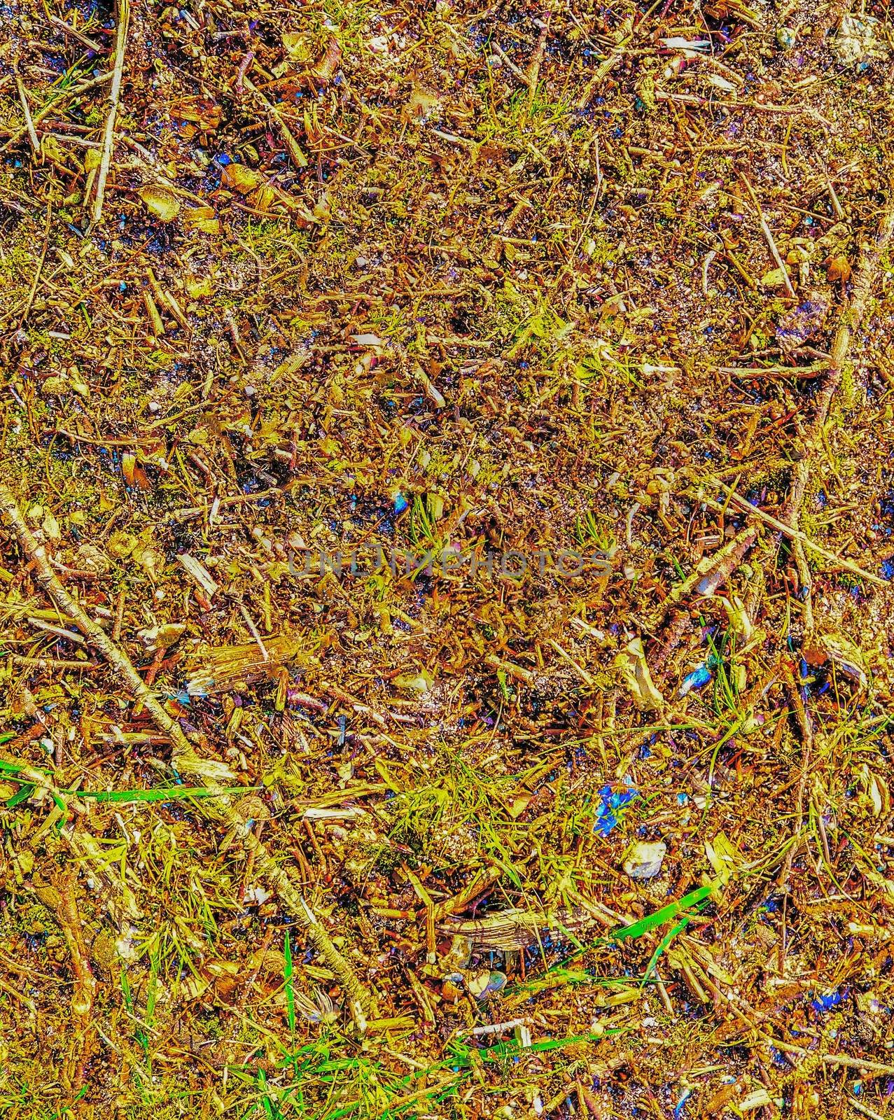 Detailed close up view on a forest ground texture with moss and branches found in a european forest