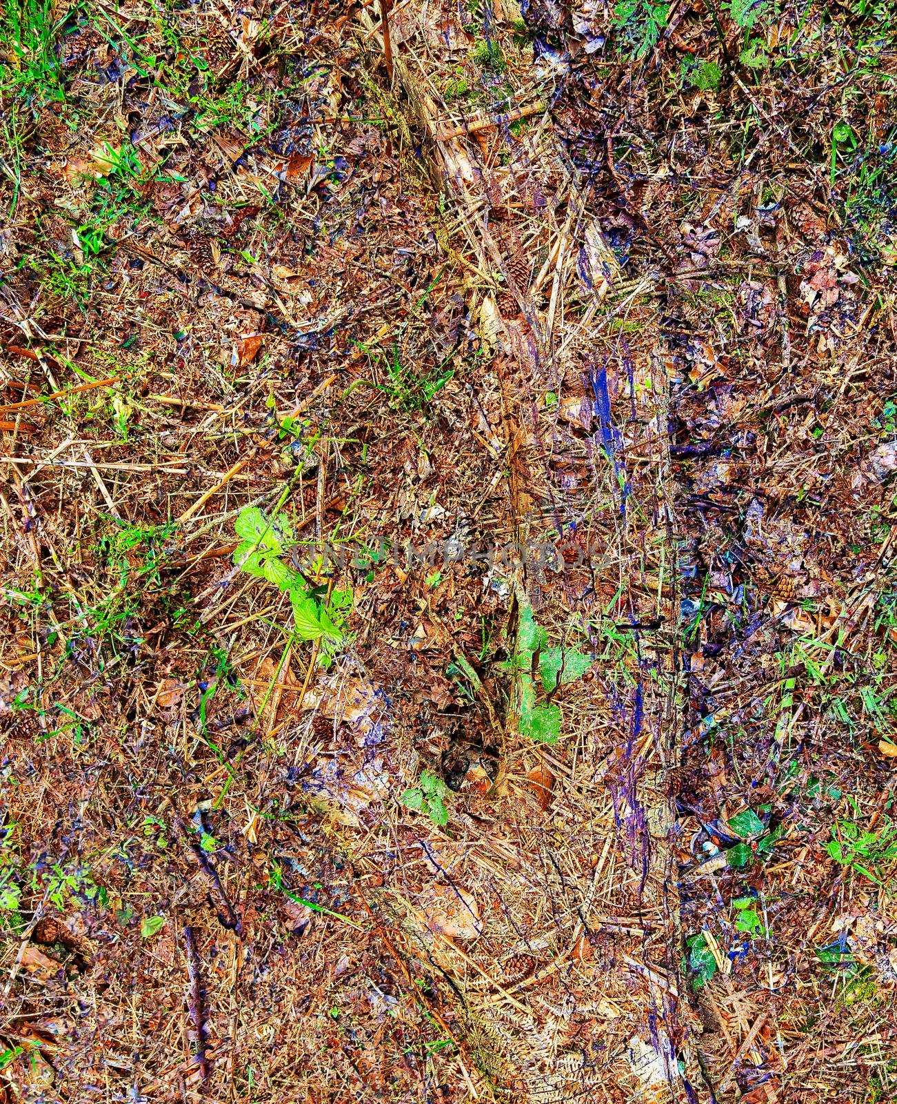 Detailed close up view on a forest ground texture with moss and branches found in a european forest