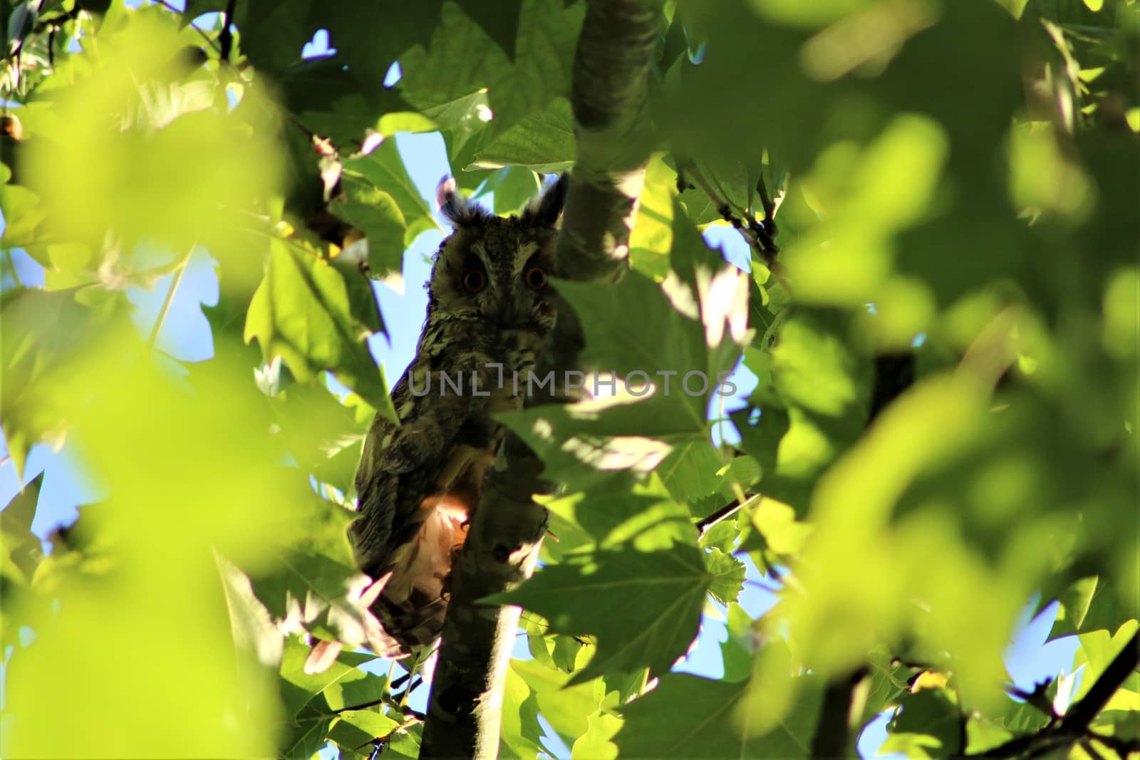 One long-eared owl sits on a branch in a plantane