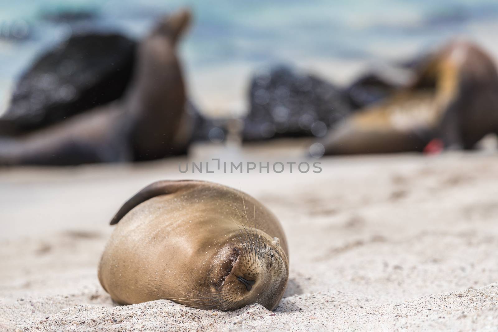 Galapagos Sea Lion in sand lying on beach by Maridav