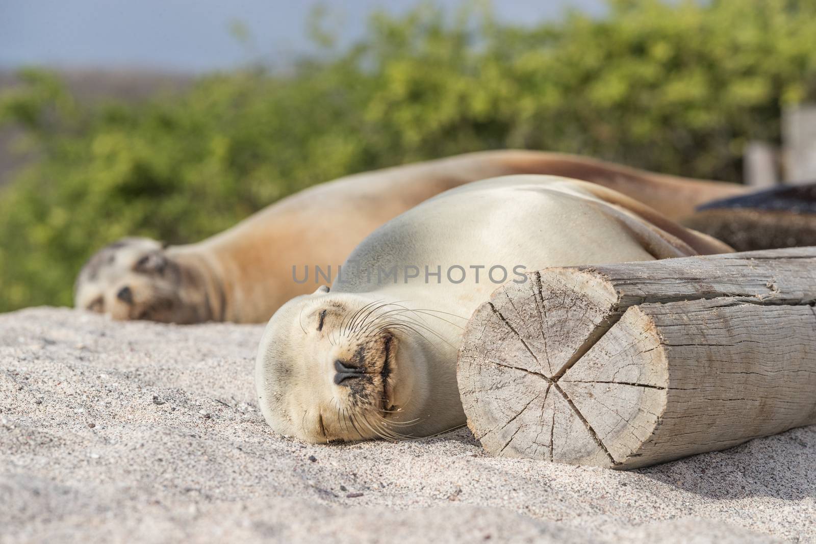 Sea Lions in sand lying on beach Galapagos Islands - Cute adorable Animals by Maridav