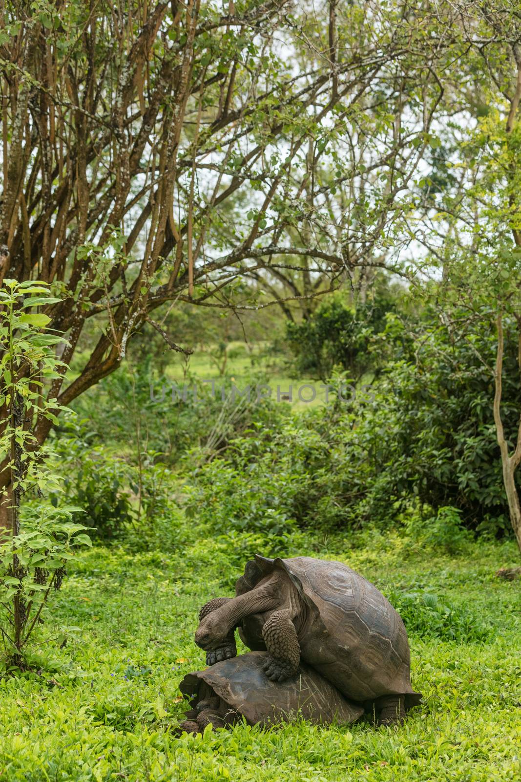 Galapagos Giant Tortoises mating having sex on Santa Cruz Island by Maridav