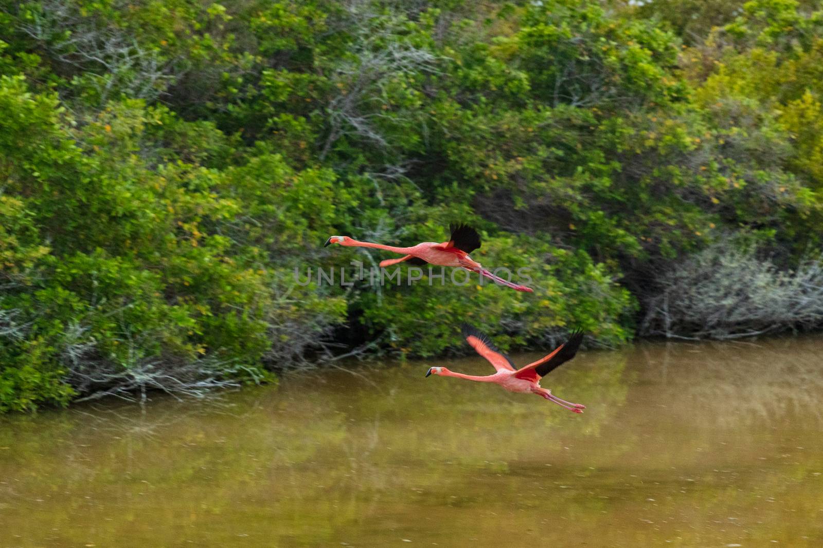 Galapagos Greater Flamingo flying by lagoon estuary and wetlands on Isabela Island. Two flamingos, Nature and wildlife on Galapagos Islands, Ecuador, South America.