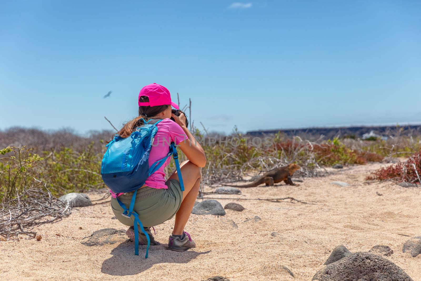 Galapagos tourist taking pictures of Land Iguana on North Seymour by Maridav