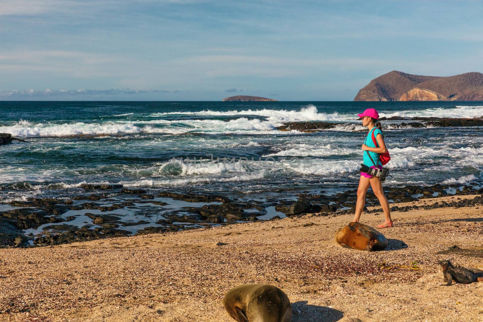 Tourist wildlife nature photographer on Galapagos walking on beach by Galapagos Sea Lion and marine iguanas on Galapagos adventure travel vacation, Puerto Egas (Egas port) Santiago island Ecuador by Maridav