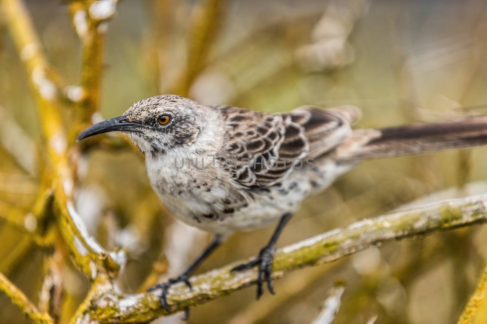 Galapagos birds: Espanola Mockingbird sitting in tree on Espanola, Galapagos Islands, Ecuador. AKA Hood Mockingbird. Animals and nature in South America.