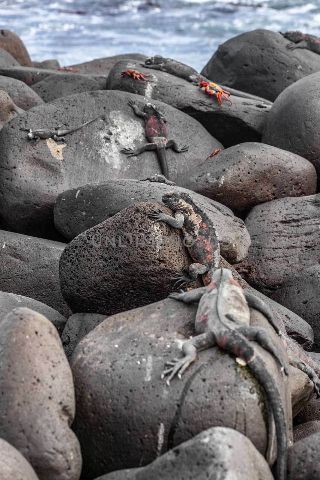 Galapagos Islands Christmas Iguana on Espanola Island, Galapagos by Maridav